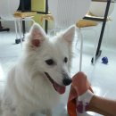 멍멍이다방 이미지