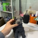 데일리독 의정부강아지분양 애견분양 이미지