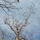 산까치 노래연습장 | 부산 정관신도시 망월산 등산 ... 까치가 울던 날