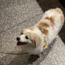 몽린이집 | [홍천] 애견동반호텔 소노펫 골드 스위트룸 비발디파크에서 겨울스키+멍캉스 후기 1탄