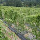 신선농원 이미지