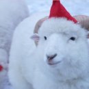 홍천목장 이미지