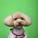 멍멍뷰티 이미지