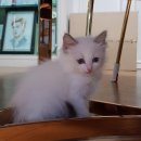 강아지랑 고양이 이미지