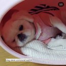세라네일 이미지