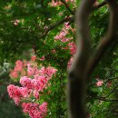 *담양~"명옥헌원림";진홍빛으로 물 든 배롱나무꽃의 황홀한풍경! ^^ * 이미지