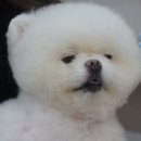 강아지 마법사 골드맘 이미지