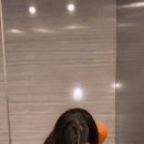 중국 심천에서 열린 로봇 격투 대회 이미지