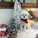 메모르드몽 이미지