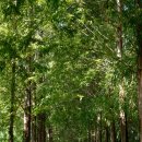 우로지 자연숲 공원(메타세쿼이아길) | 영천 맥문동 우로지 자연숲, 메타세쿼이아 숲길 보랏빛 산책