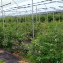 호랑이농장 이미지