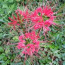 두륜산농장 이미지