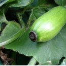 배꼽하우스 이미지