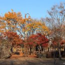 황금비늘 테마거리 이미지