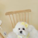 시크펫 그루밍 이미지