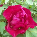 모란 - 청도군 범곡길 3-11 | 모란