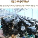 [스크랩] 목이버섯