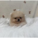 행복한 강아지 이미지