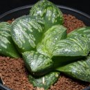 모닝스타 이미지