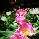peony 이미지