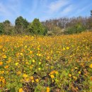 2025 서구도서관 음악회 「봄의 소리」 - 봄의 편지 | 인천 드림파크 국화축제 2025 야생화단지 기간 주차장 아기랑
