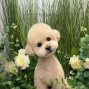 멍멍살롱 이미지