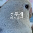 강원속초ㅣ아이와 가기 좋은 속초놀거리 앵무새 리프패럿 카페, 24개월 미만 무료