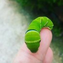 초심농장 이미지