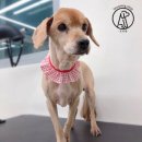 또리네 멍멍이 미용실 이미지