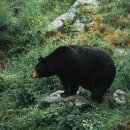 곰두마리농장 이미지