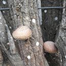 용궁농장 이미지