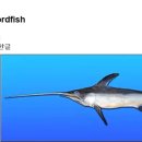 190 황새치 Swordfish 이미지