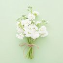 비단향꽃무 이미지