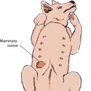 송파스마일동물병원 이미지