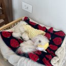 스테이 사선 이미지