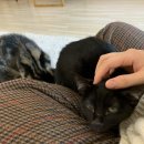 몽쉘 그루밍 네이버블로그