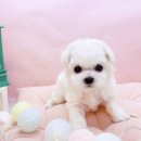 미유펫대구 강아지분양고양이분양(도그플러스동물병원) 이미지