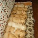 바우바우 이미지