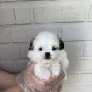 천안 강아지분양 고양이분양 파라다이스펫본점 이미지