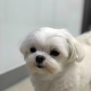 더조은동물의료센터 이미지