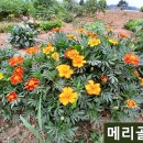 한길타조농장 Daum카페