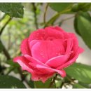 송이와다발 이미지