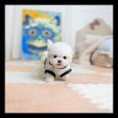 유앤미펫 강아지분양 고양이분양 위례점 이미지