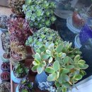 구로-구로-구로-2037 이미지