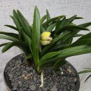 한국춘란 전시회 이미지