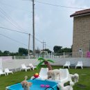 도그카페 이미지