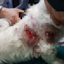 동부 동물병원 이미지