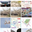 양산 매화축제 이미지