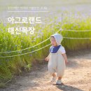 유동목장 | 당진 예산 아이와 가볼만한 곳 아그로랜드 태신목장 수레국화 명소 추천