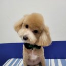 올리스(위례) | [위례 애견미용] 푸들 전체미용 올리스 위례점 이용후기